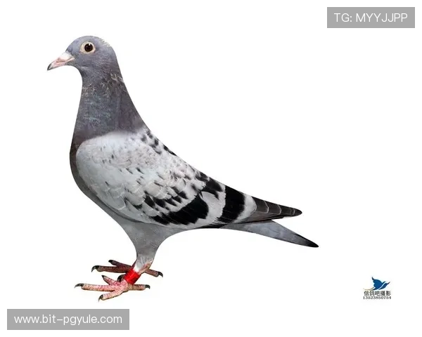 如何在AG国际网页版中进行快速充值和提现操作，提升游戏流程的便利性